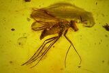 Four Detailed Fossil Flies (Diptera) In Baltic Amber #159771-3